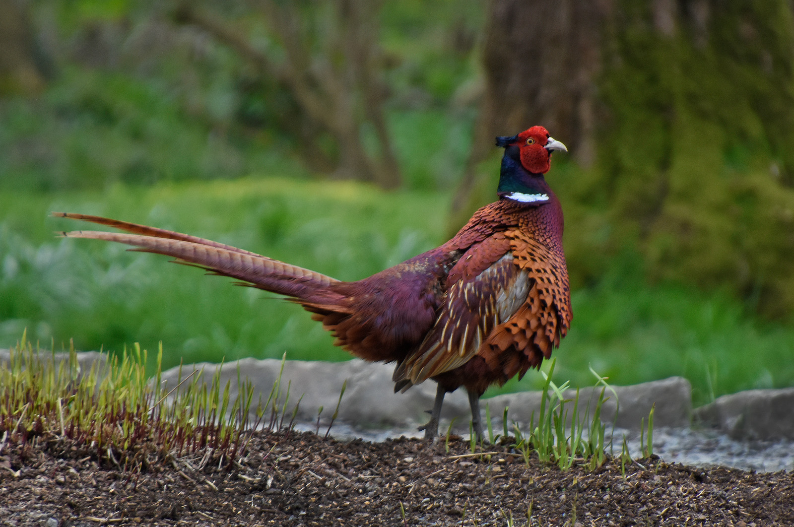 19_Pheasant_Colin Douglas
