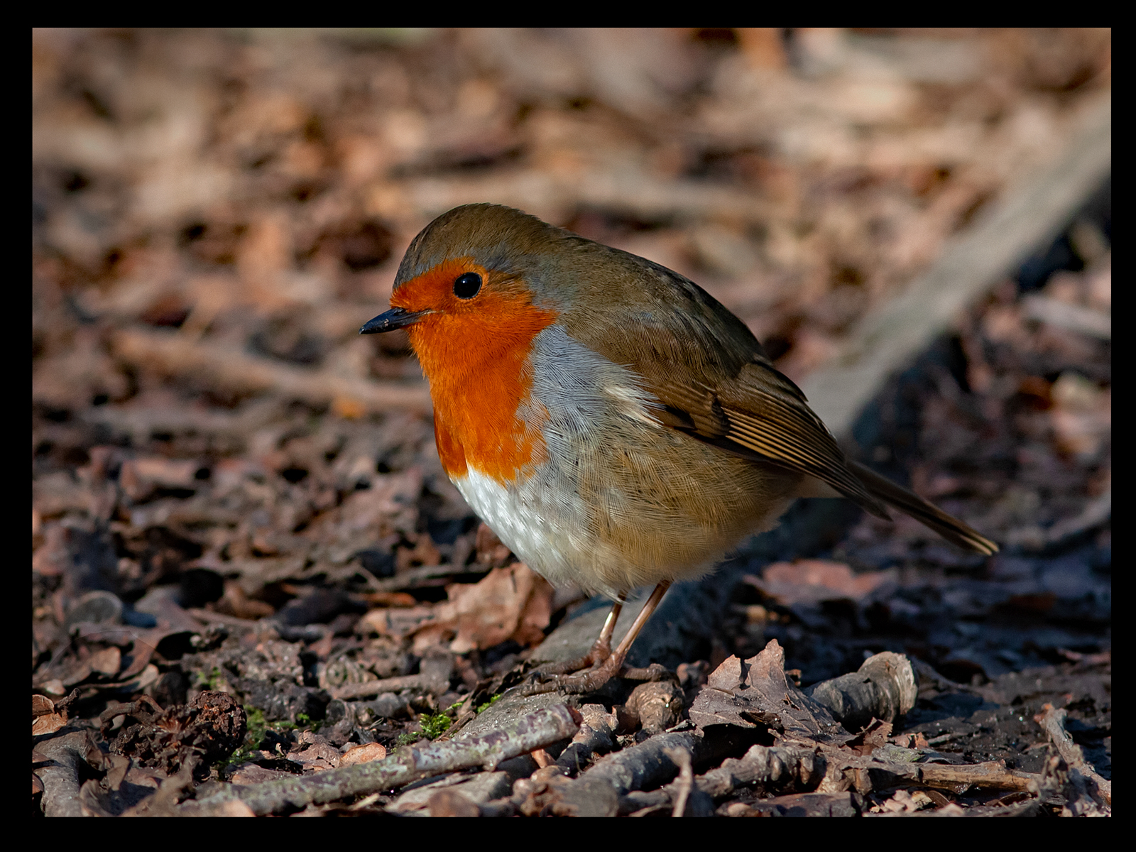 19_Robin_Tony Lawler