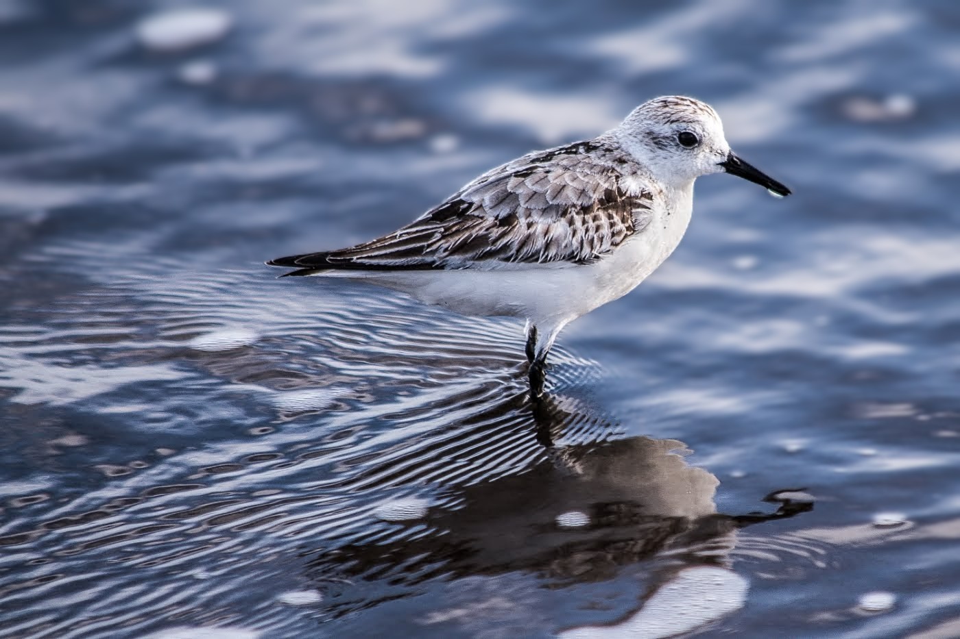 19_Sandpiper_Neil Pritchard