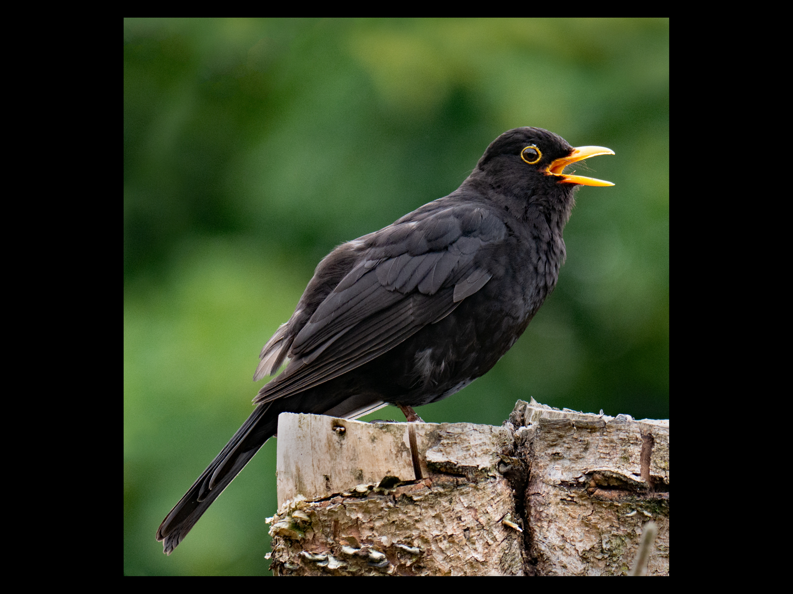 20_Blackbird_Tony Lawler