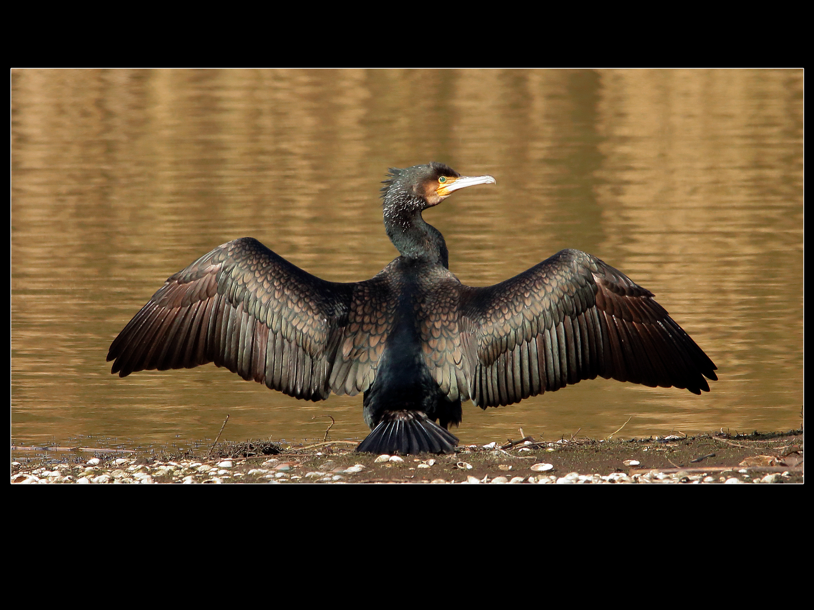20_Comorant - Phalacrocorax carbo_Eric Mercer