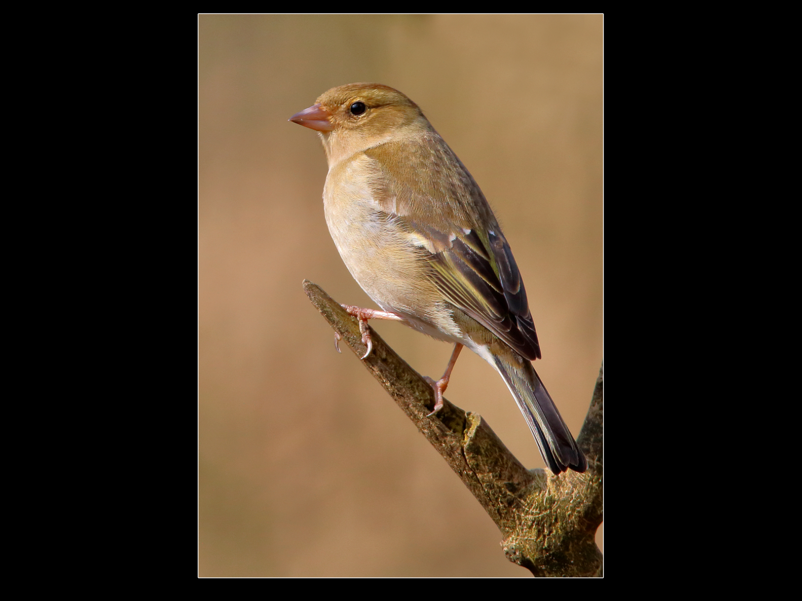 20_Female Chaffinch (Fringilla coelebs)_Eric Mercer