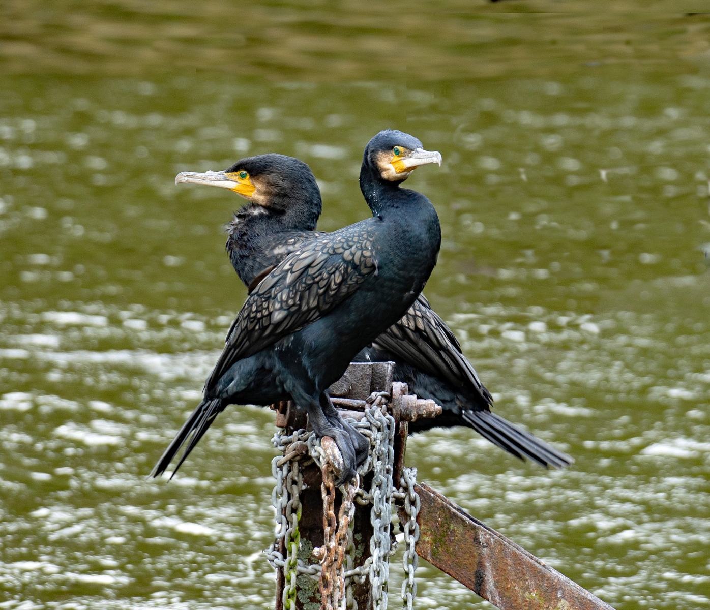 20_Pair Cormorants_Jean Malthouse