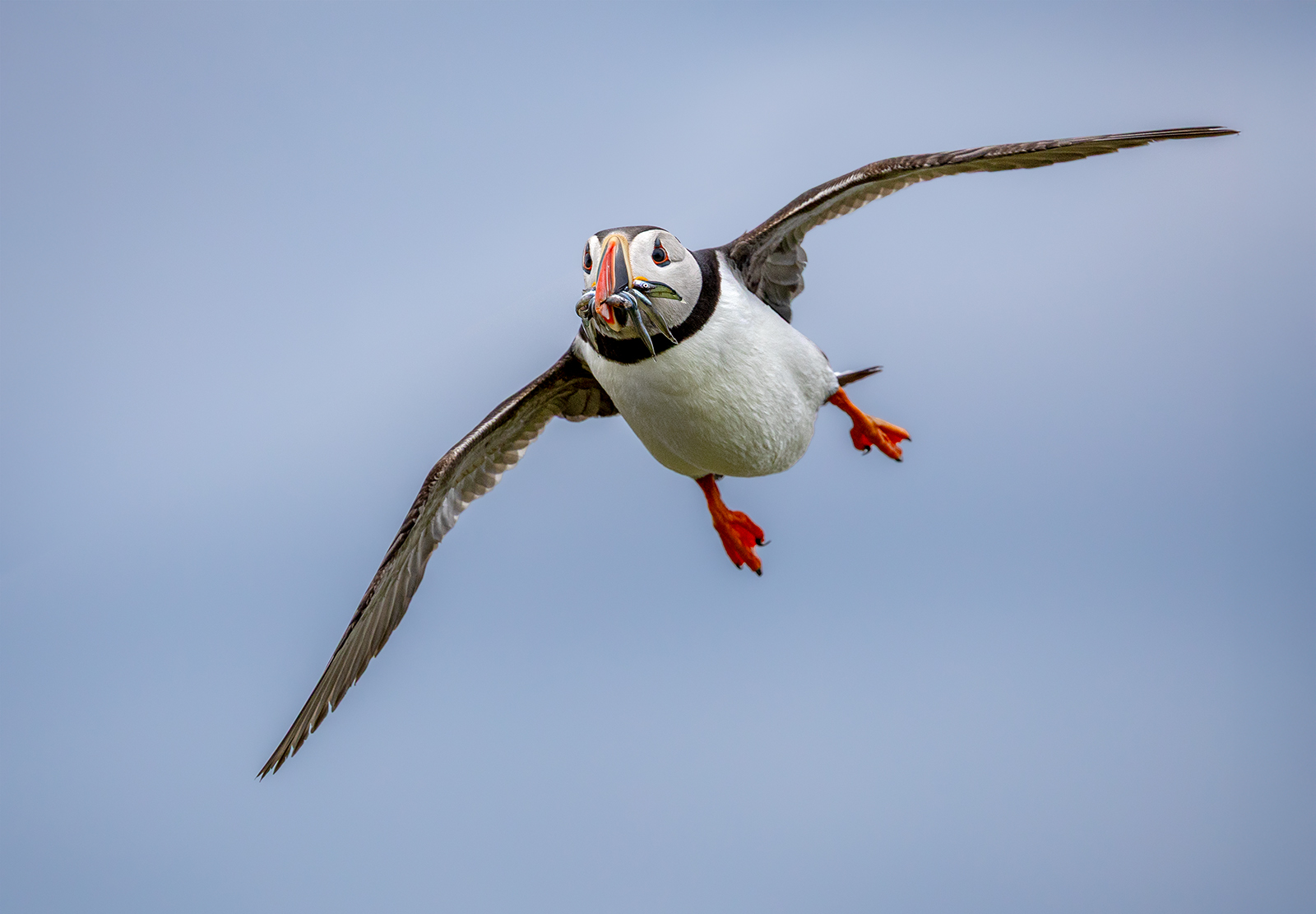 20_Puffin inbound_Tillman Kleinhans