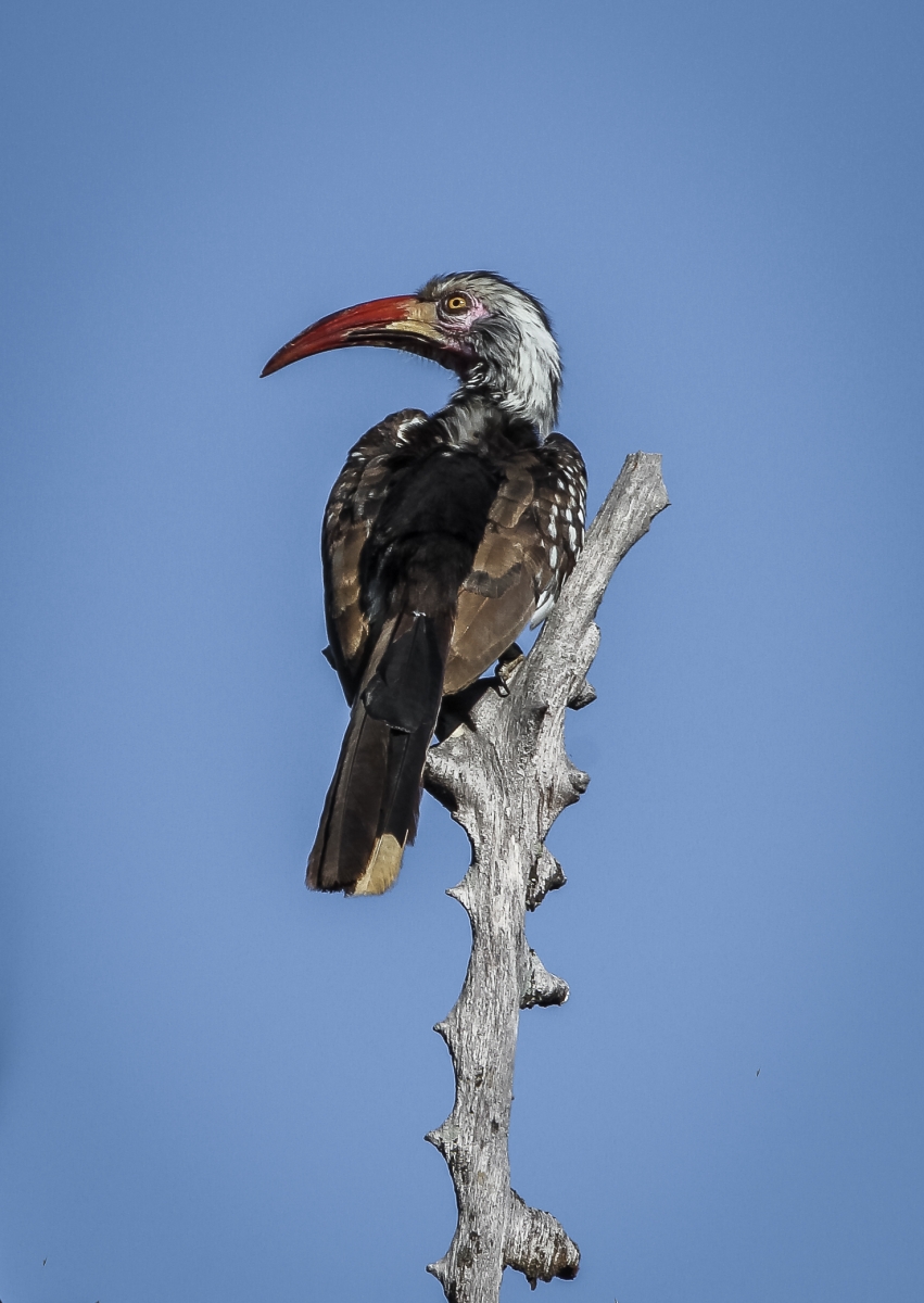 African Red Hornbill_Graham Smith