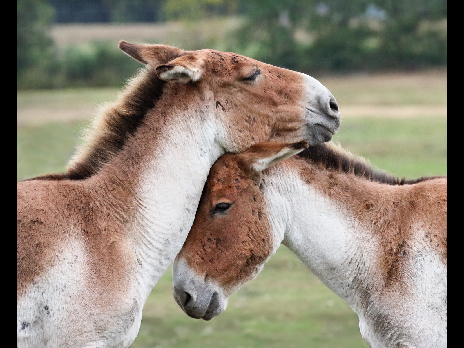 Eastern Kiang_Jennifer Hoggarth
