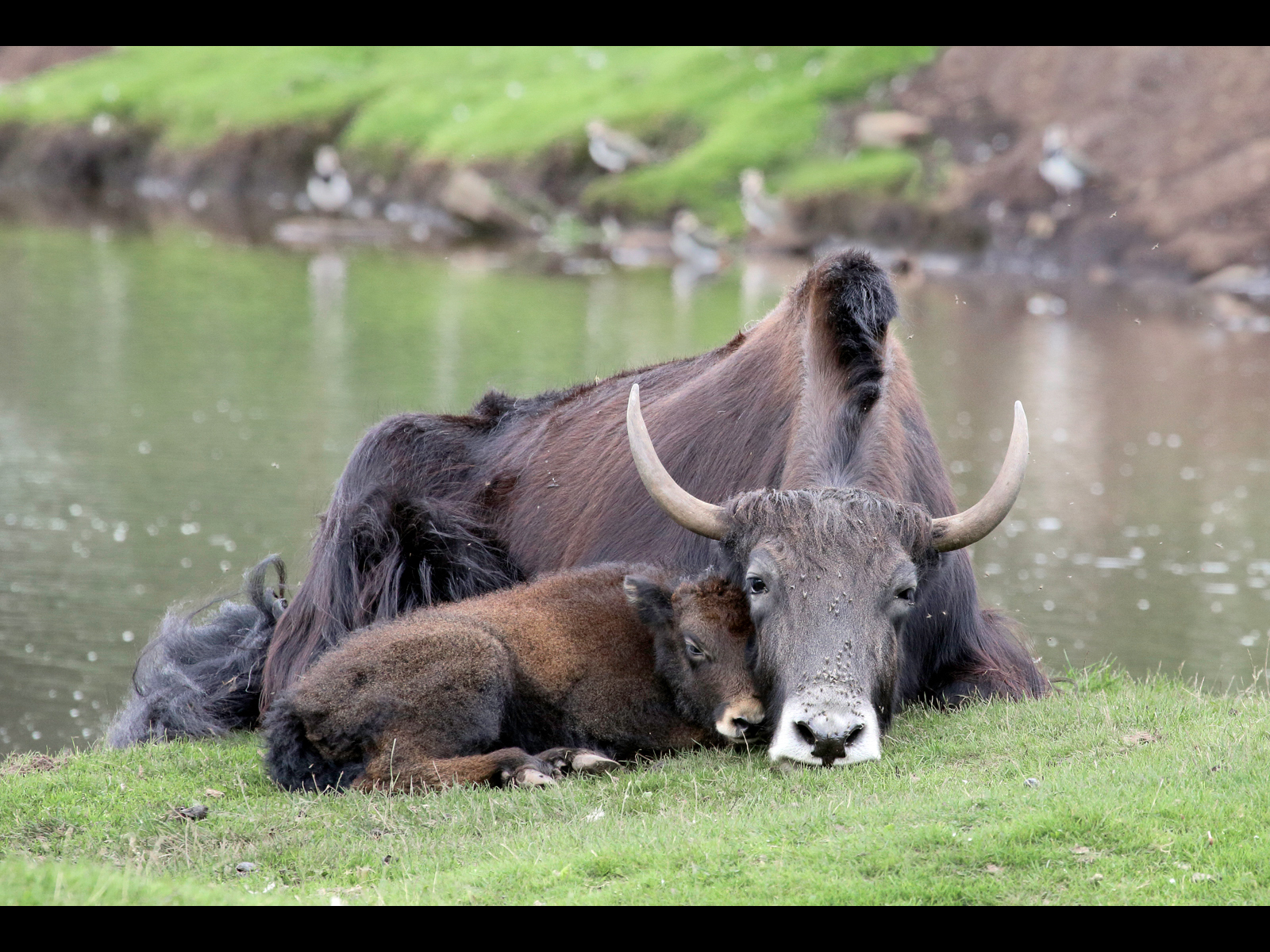 Yak with Calf_Jennifer Hoggarth