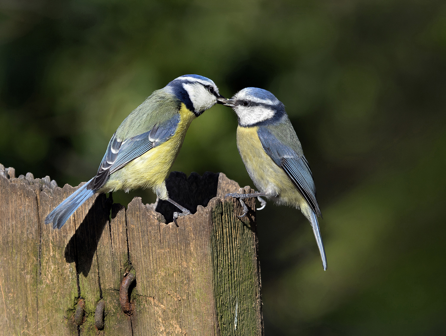 Blue tit feeding juvenile (2)_David Platt